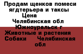 Продам щенков помеси   ягдтерьера и таксы. › Цена ­ 3 000 - Челябинская обл., Южноуральск г. Животные и растения » Собаки   . Челябинская обл.